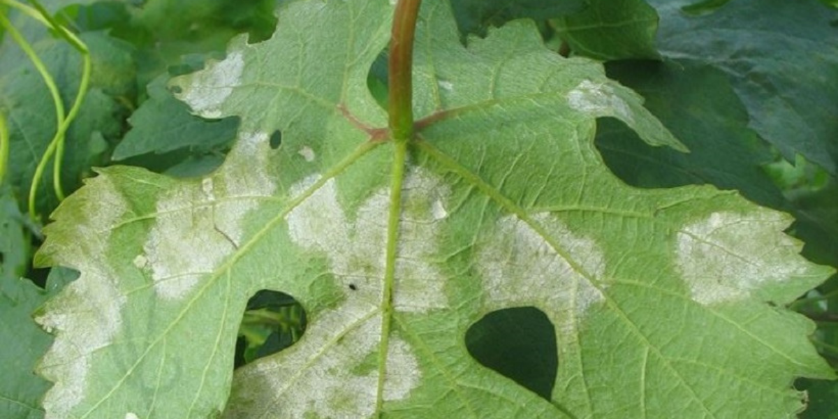 Viticoltura Biodinamica