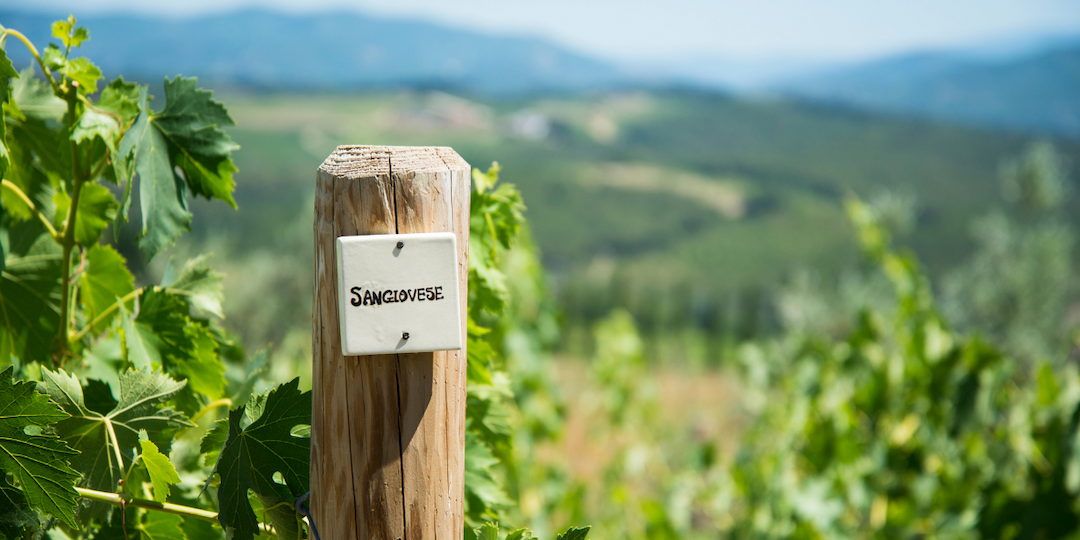 sangiovese