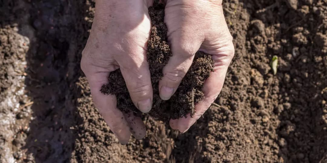 Viticoltura Biodinamica