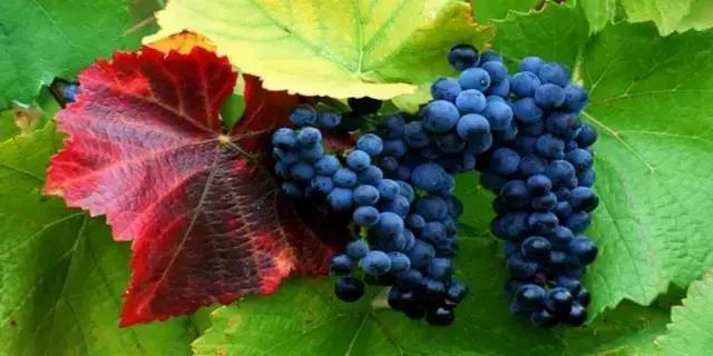 Viticoltura Biodinamica