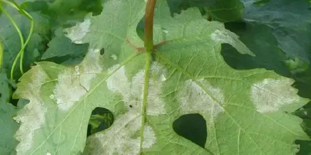 Viticoltura Biodinamica