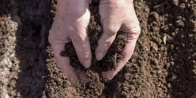 Viticoltura Biodinamica